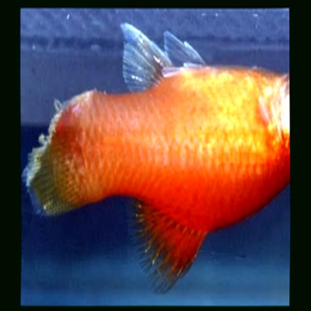 White Tail Diseases Koki 010
