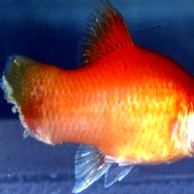 White Tail Diseases Koki 011