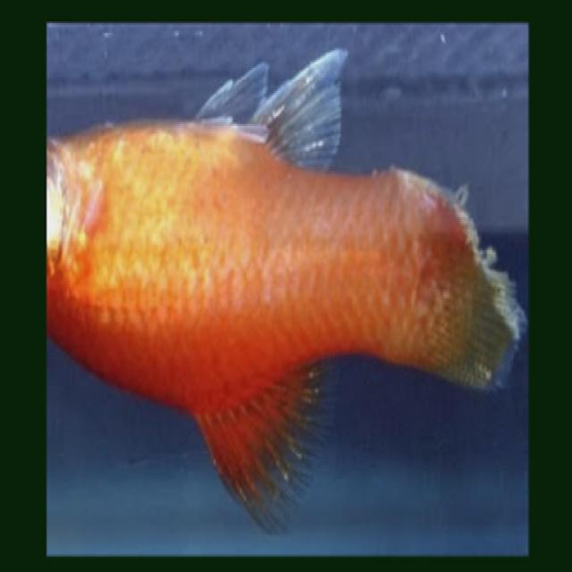 White Tail Diseases Koki 012