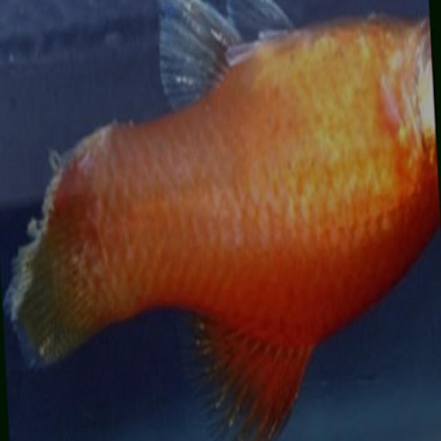 White Tail Diseases Koki 013