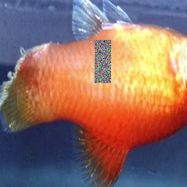 White Tail Diseases Koki 015