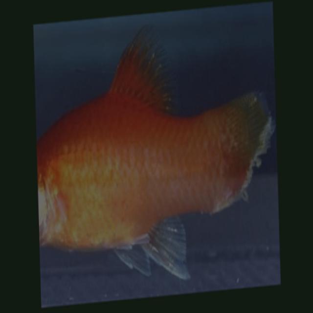 White Tail Diseases Koki 016