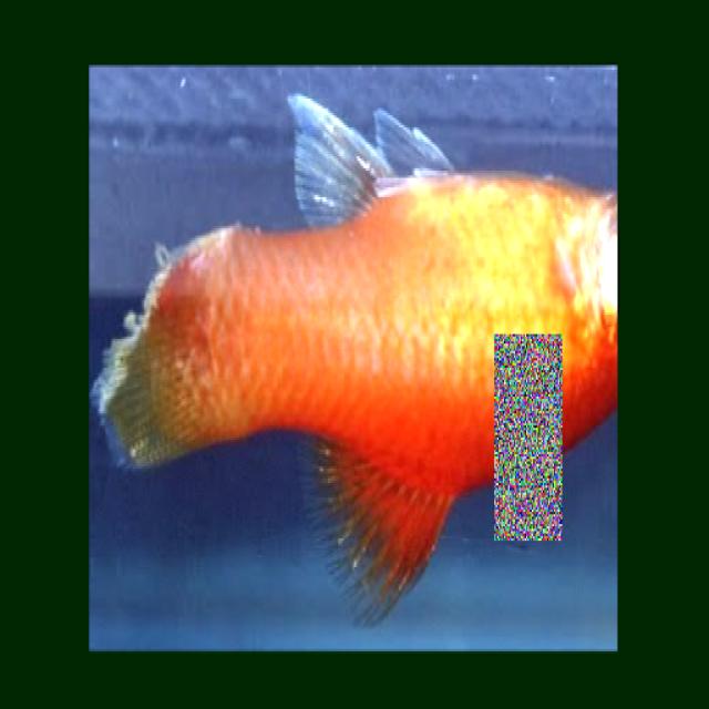 White Tail Diseases Koki 019