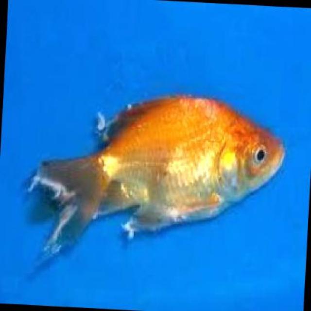 White Tail Diseases Koki 024