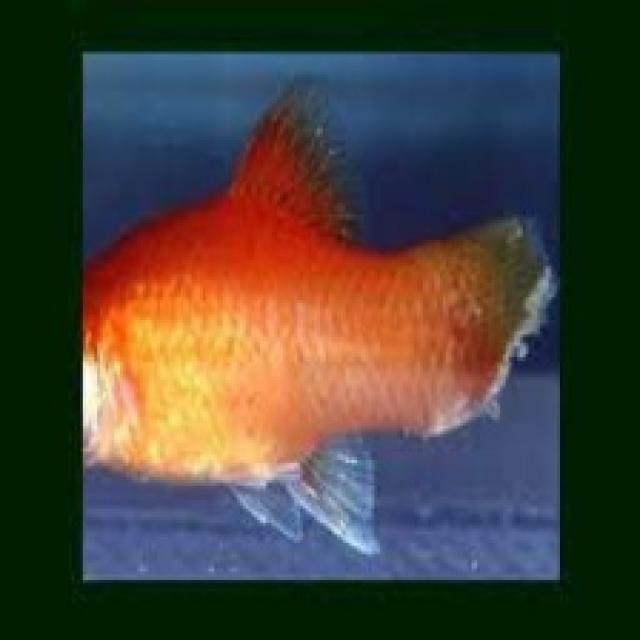 White Tail Diseases Koki 027