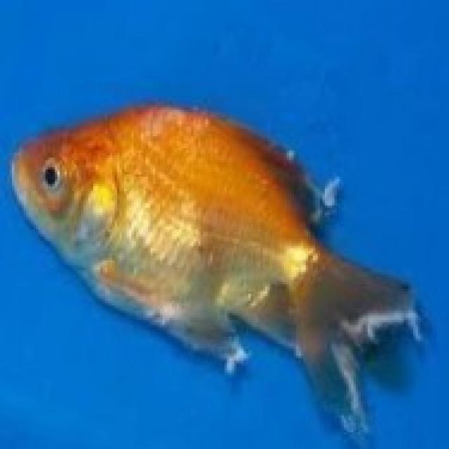 White Tail Diseases Koki 030
