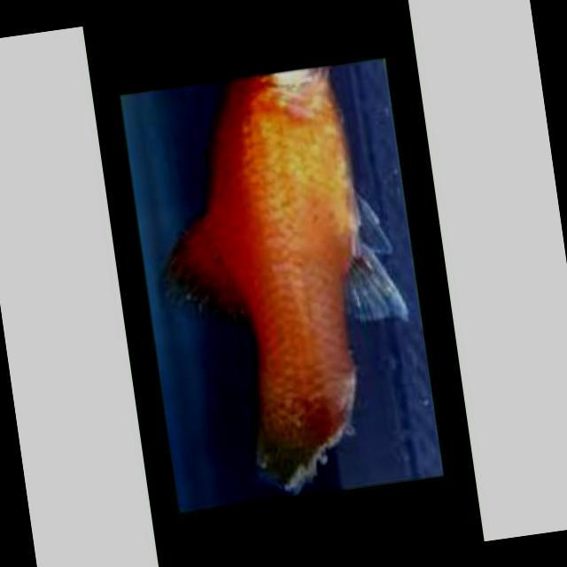 White Tail Diseases Koki 033