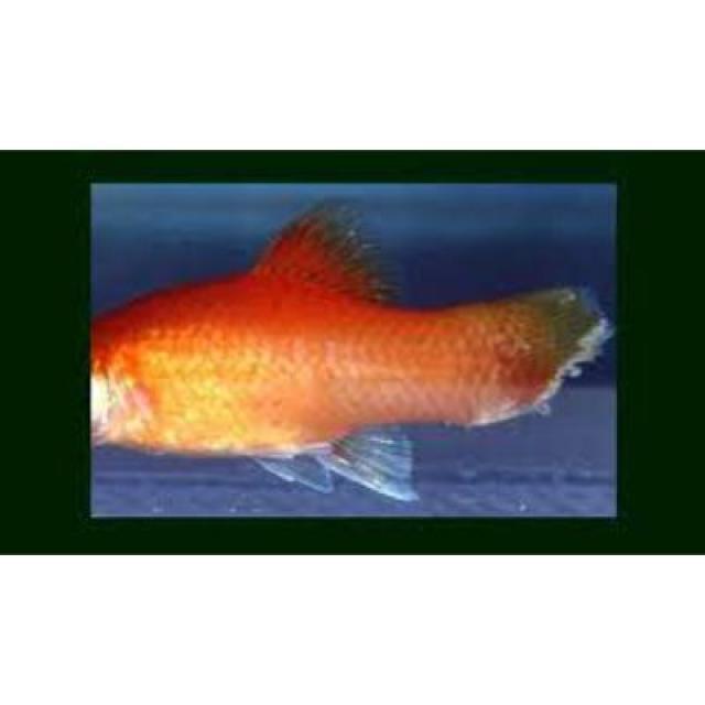 White Tail Diseases Koki 035