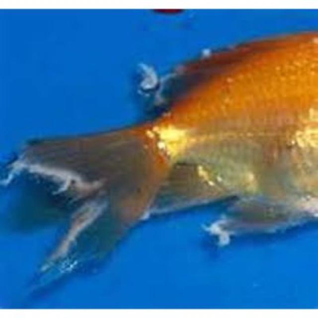 White Tail Diseases Koki 040